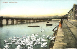 11193731 Weymouth Dorset Swans Weymouth And Portland - Autres & Non Classés