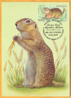 2019 Moldova Moldavie Red Book  Maxicard  Speckled Ground Squirrel (Spermophilus Suslicus) - Moldavië