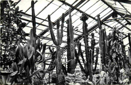 Fleurs - Plantes - Cactus - Xonrupt - La Moinaudière - Les Serres - Groupe De Cierges - Mention Photographie Véritable - - Cactussen