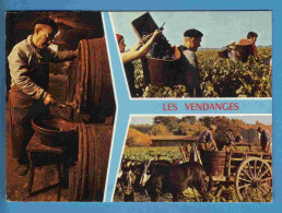 Vignes - Vendanges - Multivues - Ecrite En 1981 - Viñedos