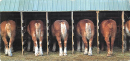 Format Spécial - 230 X 102 Mms - Animaux - Chevaux - A L'étable - Bob Winsett - Etat Pli Visible - Frais Spécifique En R - Horses