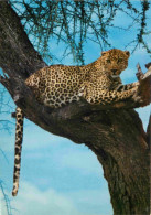 Animaux - Fauves - Léopard - African Wild Life - Leopard On A Tree - Léopard Dans Un Arbre - CPM - Carte Neuve - Voir Sc - Autres & Non Classés