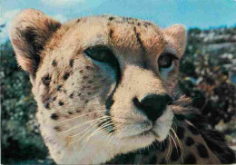 Animaux - Fauves - Guépard - Réserve Africaine De Sigean - Cheetah - Zoo - CPM - Carte Neuve - Voir Scans Recto-Verso - Autres & Non Classés