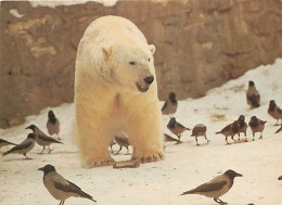Animaux - Ours - Ours Blanc - Bear - CPM - Voir Scans Recto-Verso - Ours