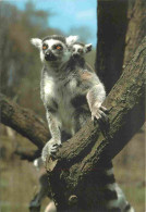 Animaux - Lémurien - Lemur Kata - CPM - Carte Neuve - Voir Scans Recto-Verso - Autres & Non Classés