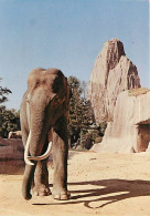 Animaux - Eléphants - Paris - Parc Zoologique Du Bois De Vincennes - Muséum National D'Histoire Naturelle - Elephant D'A - Éléphants