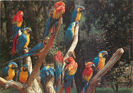 Animaux - Oiseaux - Perroquet - Parc Zoologique De La Palmyre-Royan - CPM - Voir Scans Recto-Verso - Vogels