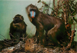 Animaux - Singes - Italie - Italia - Milan - Milano - Museo Civico Di Storia Naturale - Mandrillo - Mandrill - Carte Neu - Monkeys