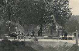 Animaux - Girafes - Parc Zoologique Du Bois De Vincennes - Les Girafes Sur Leur Plateau - Carte Neuve - CPM - Voir Scans - Jirafas