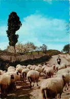 Animaux - Moutons - CPM - Voir Scans Recto-Verso - Autres & Non Classés