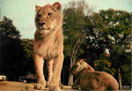 Animaux - Fauves - Lion - Réserve Africaine Du Château De Thoiry En Yvelines - Zoo - CPM - Voir Scans Recto-Verso - Löwen