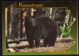 AK 212149 BEAR / BÄR - USA - Pennsylvania - Black Bear - Ours