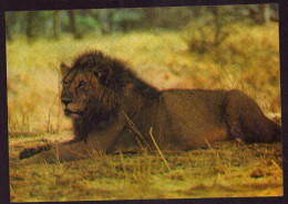 AK 212150 LION / LÖWE .. - Masai-Löwe - Leones