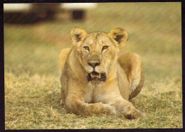 AK 212151 LION / LÖWE .. - Masai-Löwin - Lions