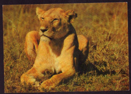 AK 212152 LION / LÖWE .. - Afrikanischer Löwe - Löwen