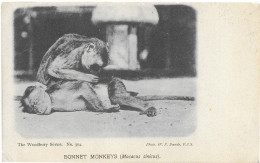 The Woodbury Series 304 Bonnet Monkey - Singes