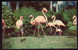 AK 212156 BIRD / VOGEL - Flamingoes - Zebras