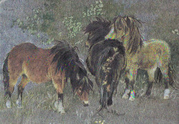 Horse - Cheval - Paard - Pferd - Cavallo - Cavalo - Caballo - Häst - Silver Postcard - Chevaux