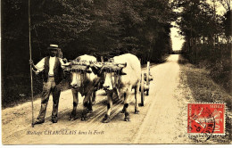 2466 - Saone Et Loire -  ATTELAGE  CHAROLLAIS ( BOEUFS) , TRES GROS PLAN  Voyagé En 1910 - Otros & Sin Clasificación