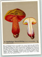 39184711 - Nr. 36  Sign. Guggenthall-Schack , Hexenroehrling  - Verlag Der Pflanzenwerke , Muenchen AK - Sonstige & Ohne Zuordnung