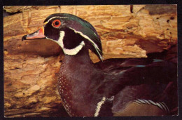 AK 212172 BIRD / VOGEL - Wood Duck - Zèbres