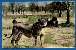 *CPSM - AOF - Faune Africaine Dans La Brousse - Famille De Lions - Leeuwen