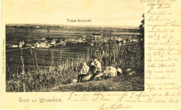 2478 - Haut Rhin /  TOTAL - ANSICHT  : VUE DU VILLAGE - Gruss Aus WINZENHEIM - Circulée En1909 - Sonstige & Ohne Zuordnung