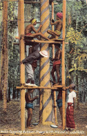 Sril Lanka - Tapping Rubber Trees With The Aid Of Scaffolds - Publ. The Colombo Apothecaries Co. Ltd. 53 - Sri Lanka (Ceylon)
