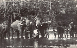 Sril Lanka - Temple Elephants At Katugastota River Near Kandy - REAL PHOTO - Publ. Plâté Ltd. 32 - Sri Lanka (Ceylon)