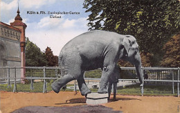 Germany - KÖLN - Elephant In The Zoological Garden - Elephants