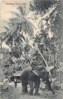 Sri Lanka - Tamed Elephant - Publ. Plâté & Co.  - Sri Lanka (Ceylon)
