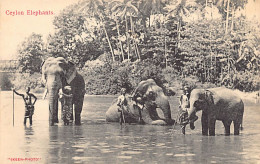Sril Lanka - Ceylon Elephants - Publ. Skeen-Photo  - Sri Lanka (Ceylon)