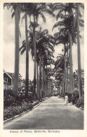 Barbados - Avenue Of Palms, Belleville - Publ. Bruce Weatherhead  - Barbades