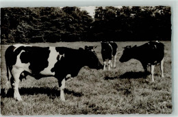 39159311 - - Vaches