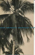 R004883 Coconut Pickers. Malaya - Monde