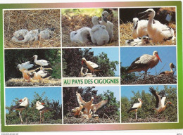 *CPM  - Au Pays Des Cigognes - Multivues - Vogels