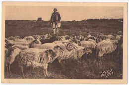 (40) 006, Dans Les Landes De Casgogne, Delboy 63, Vieil Echassier Gardant Un Troupeau De Moutons - Autres & Non Classés