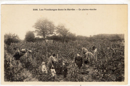 Les Vendanges Dans La Sarthe      ///  Ref. Mai 24 ///  BO. 72 - Autres & Non Classés