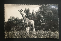 Girafe, Ed Hoa-Qui, N° 1509 - Unclassified
