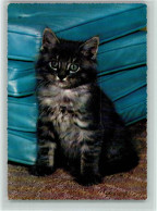 12089211 - Katzen Color AK - Katzenkind - Cats