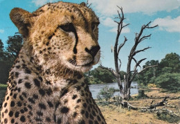 1974-Kenya Wildlife Of East Africa Cheetah (Ghepardo) Cartolina Viaggiata - Autres & Non Classés