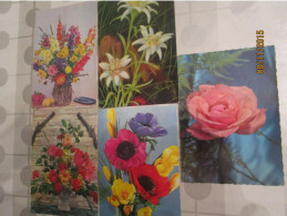 Fleurs X 5 - Edelweiss ..... - Flowers