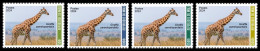 MALI 2024 SET 4V - GIRAFFE GIRAFFES GIRAFE GIRAFES - MNH - Giraffes
