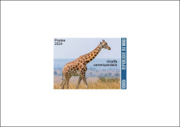 MALI 2024 DELUXE PROOF - GIRAFFE GIRAFFES GIRAFE GIRAFES - Girafes