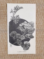 Il Geranio Notturno Botanica Stampa Del 1897 - Ante 1900