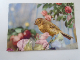 D203122  Bird  Postcard Oiseau Vogel - Oiseaux