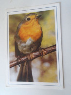 D203123   Bird  Postcard Oiseau Vogel  Cancel Saint Claude  Europipe  92 - Vogels
