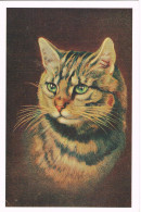 Chat  - Cat -katze - Poes Met Groene Ogen- - Katten
