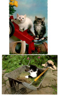 2 Cartes Chats -cats -poesjes In De Tuin  -katzen - Cats