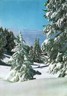 *CPM - Paysage Des Alpes En Hiver - Photographie
